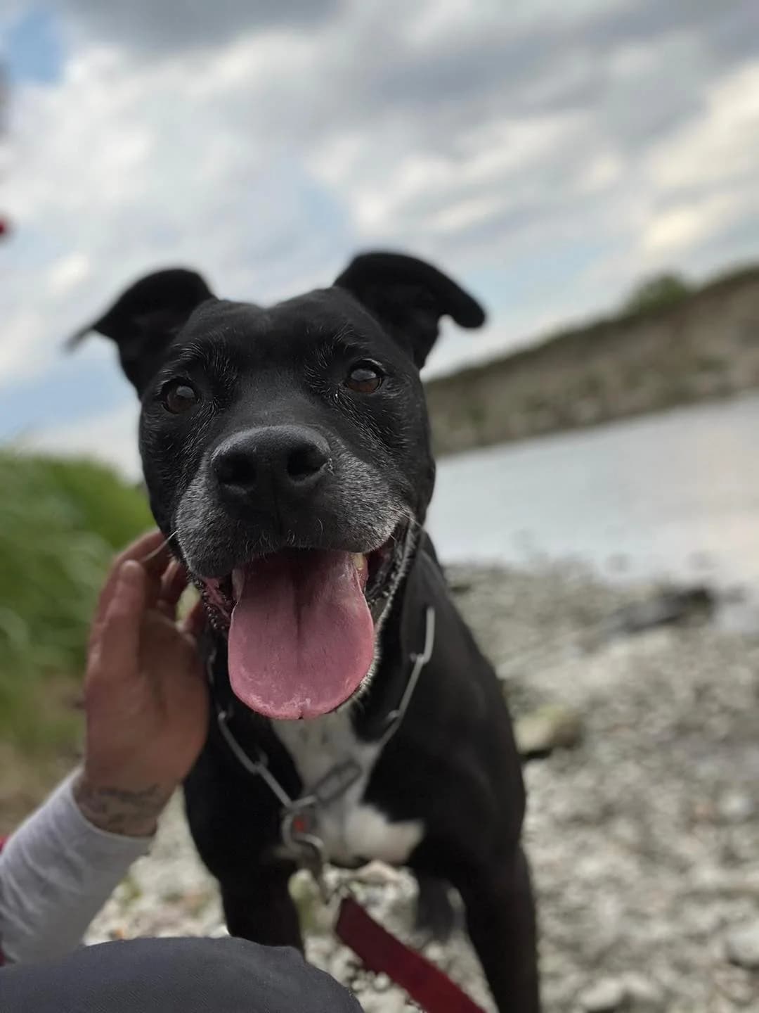 Nikita,  Mixed Breed for adoption at Pet Rescue Italia, Cornaredo