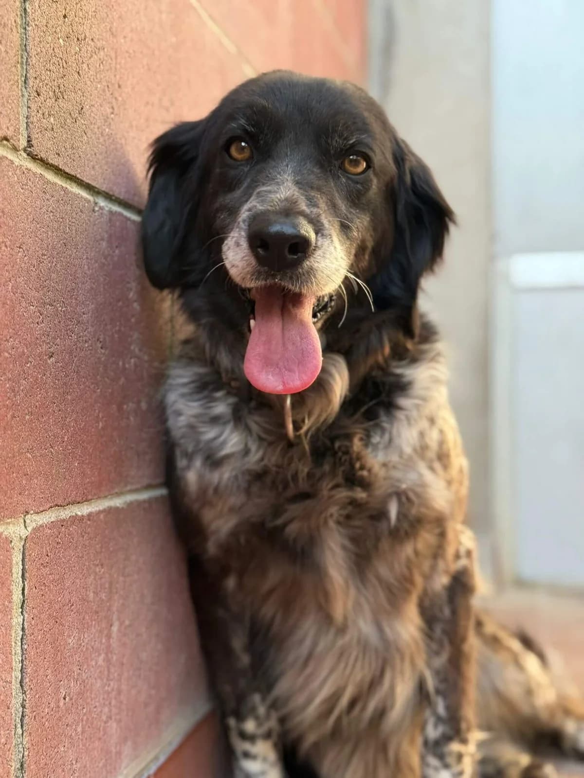 Odette, mixed breed for adoption at Pet Rescue Italia, Cornaredo