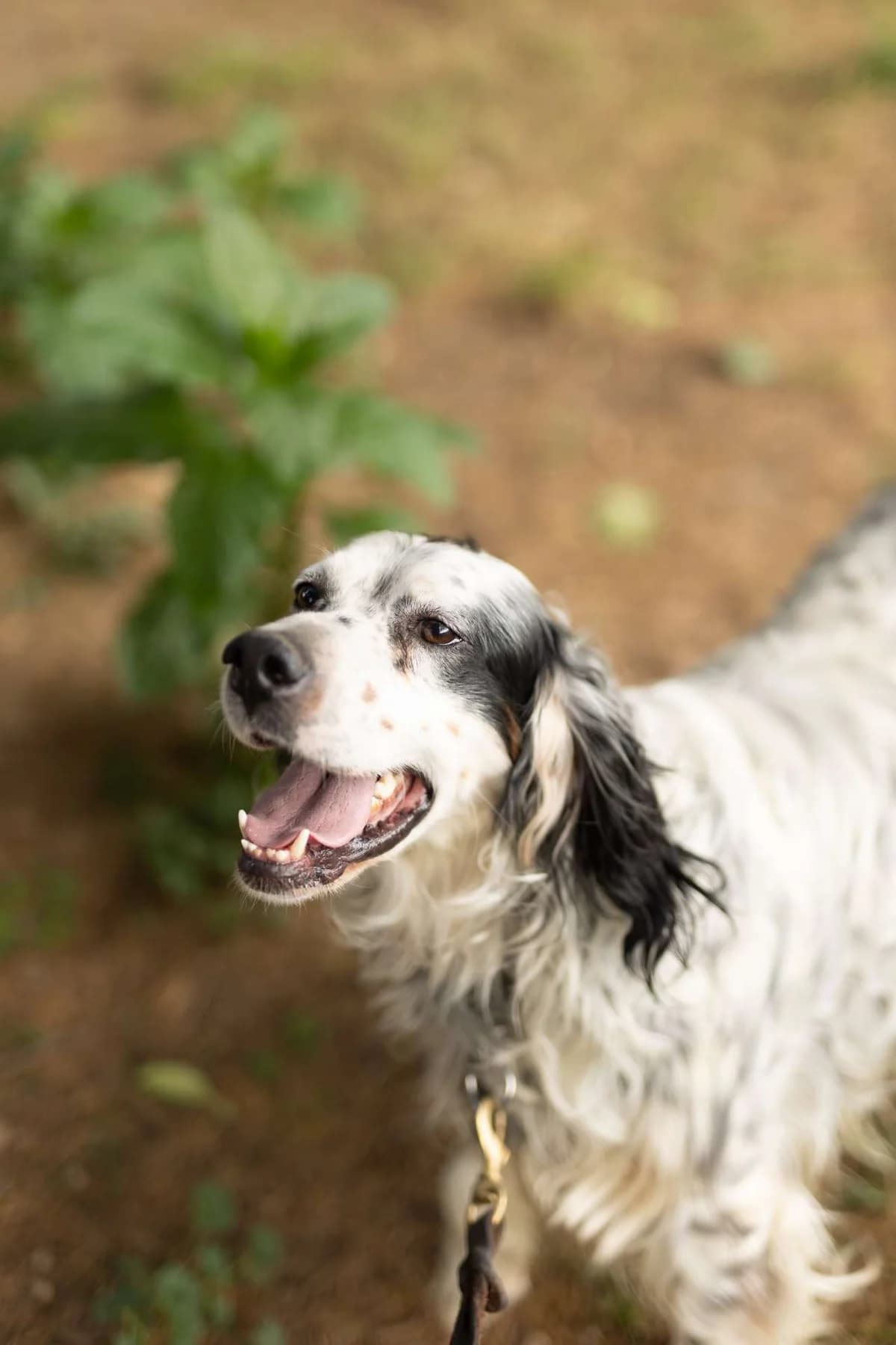 Odette,  mixed breed for adoption at Pet Rescue Italia, Cornaredo