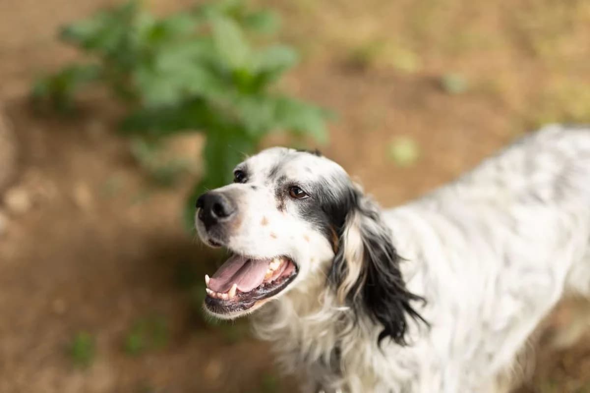 Odette,  mixed breed for adoption at Pet Rescue Italia, Cornaredo