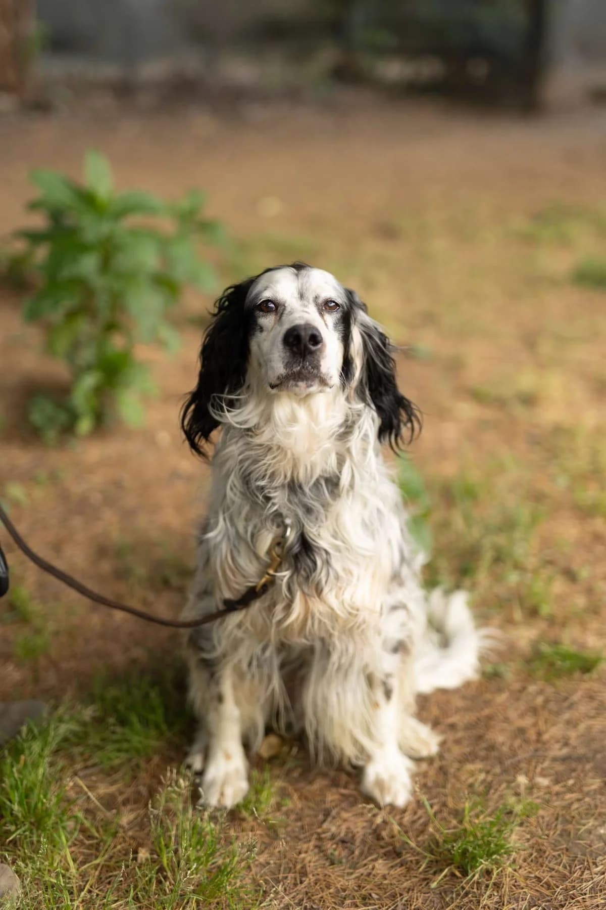 Odette,  mixed breed for adoption at Pet Rescue Italia, Cornaredo