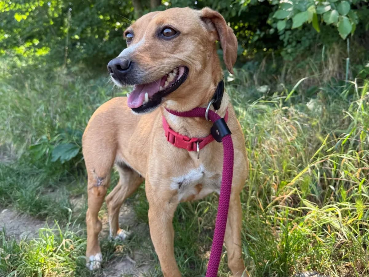 Ornella,  (Pet Rescue Italia)