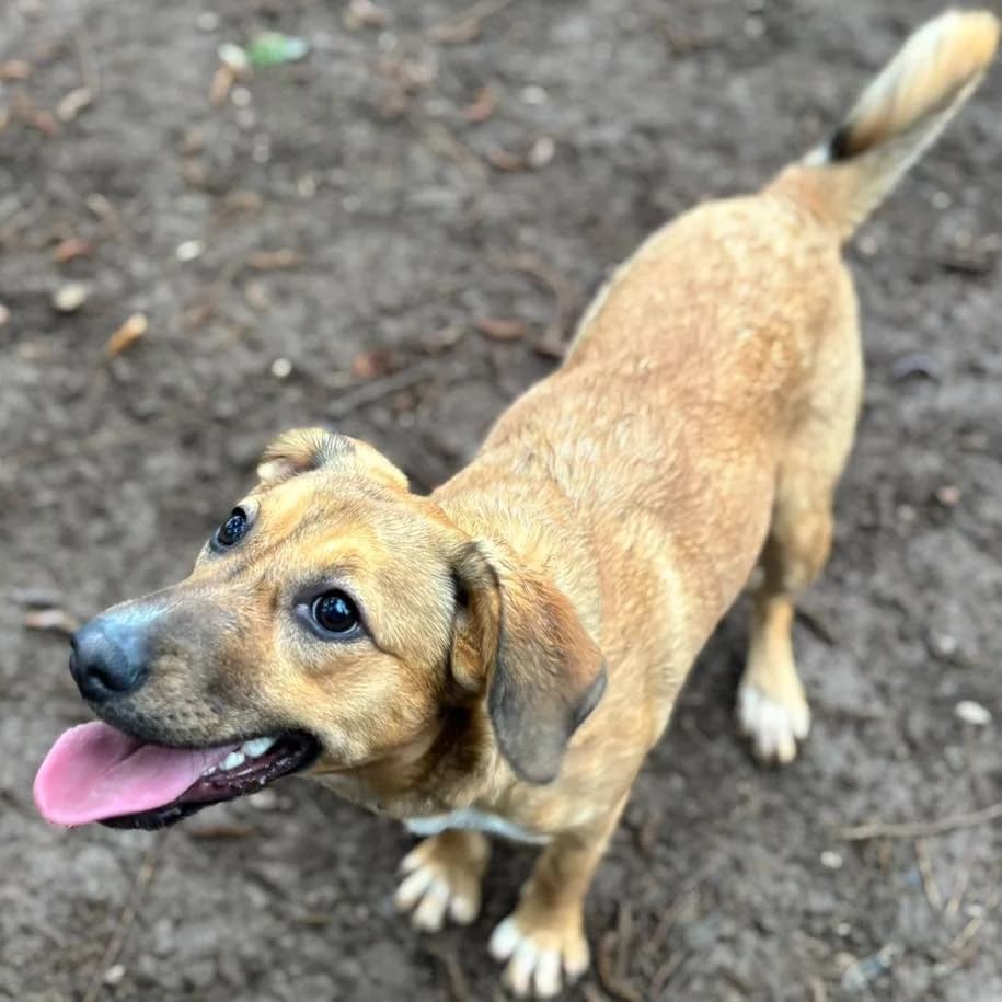 Peggy,  mixed breed for adoption at Pet Rescue Italia, Cornaredo