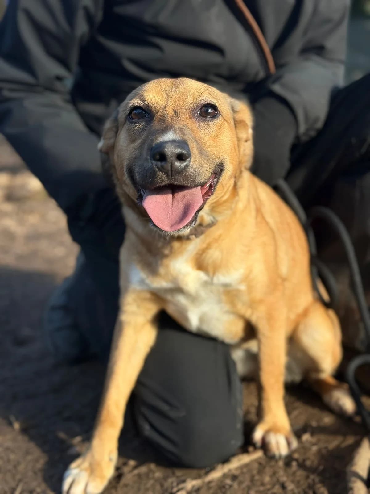 Peggy,  mixed breed for adoption at Pet Rescue Italia, Cornaredo — photo 2 of 3