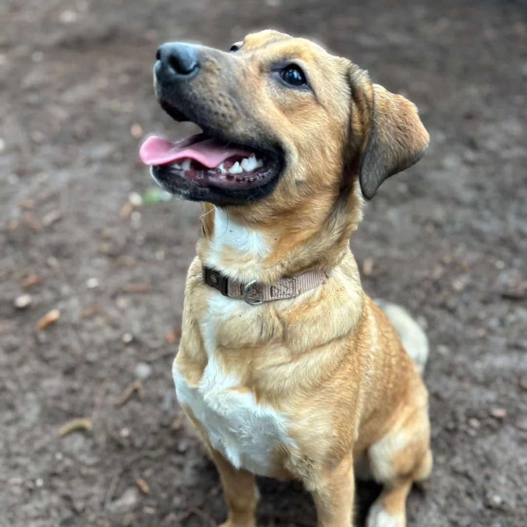 Peggy,  mixed breed for adoption at Pet Rescue Italia, Cornaredo — photo 3 of 3