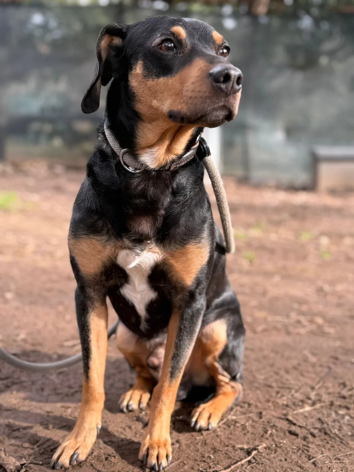 Piri,  mixed breed for adoption at Pet Rescue Italia, Cornaredo