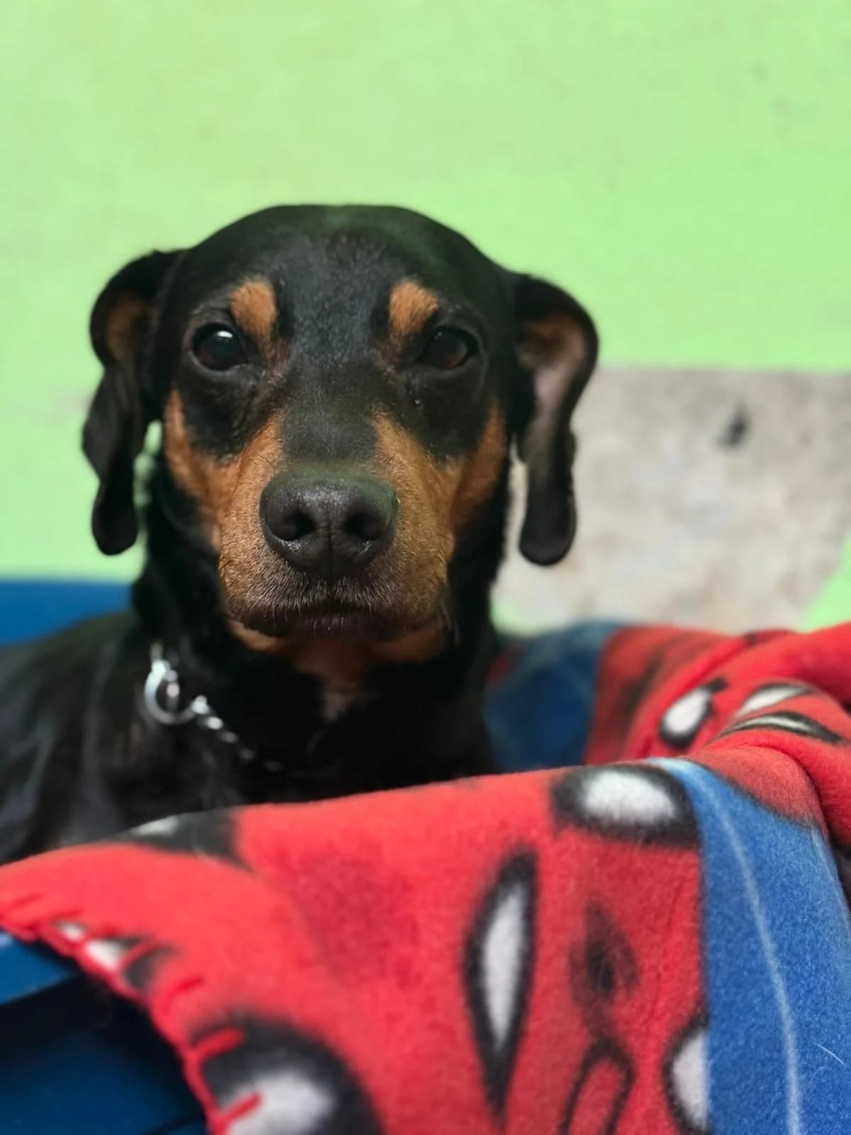 Piri,  mixed breed for adoption at Pet Rescue Italia, Cornaredo — photo 2 of 4