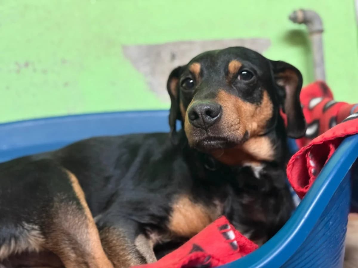 Piri,  mixed breed for adoption at Pet Rescue Italia, Cornaredo — photo 3 of 4