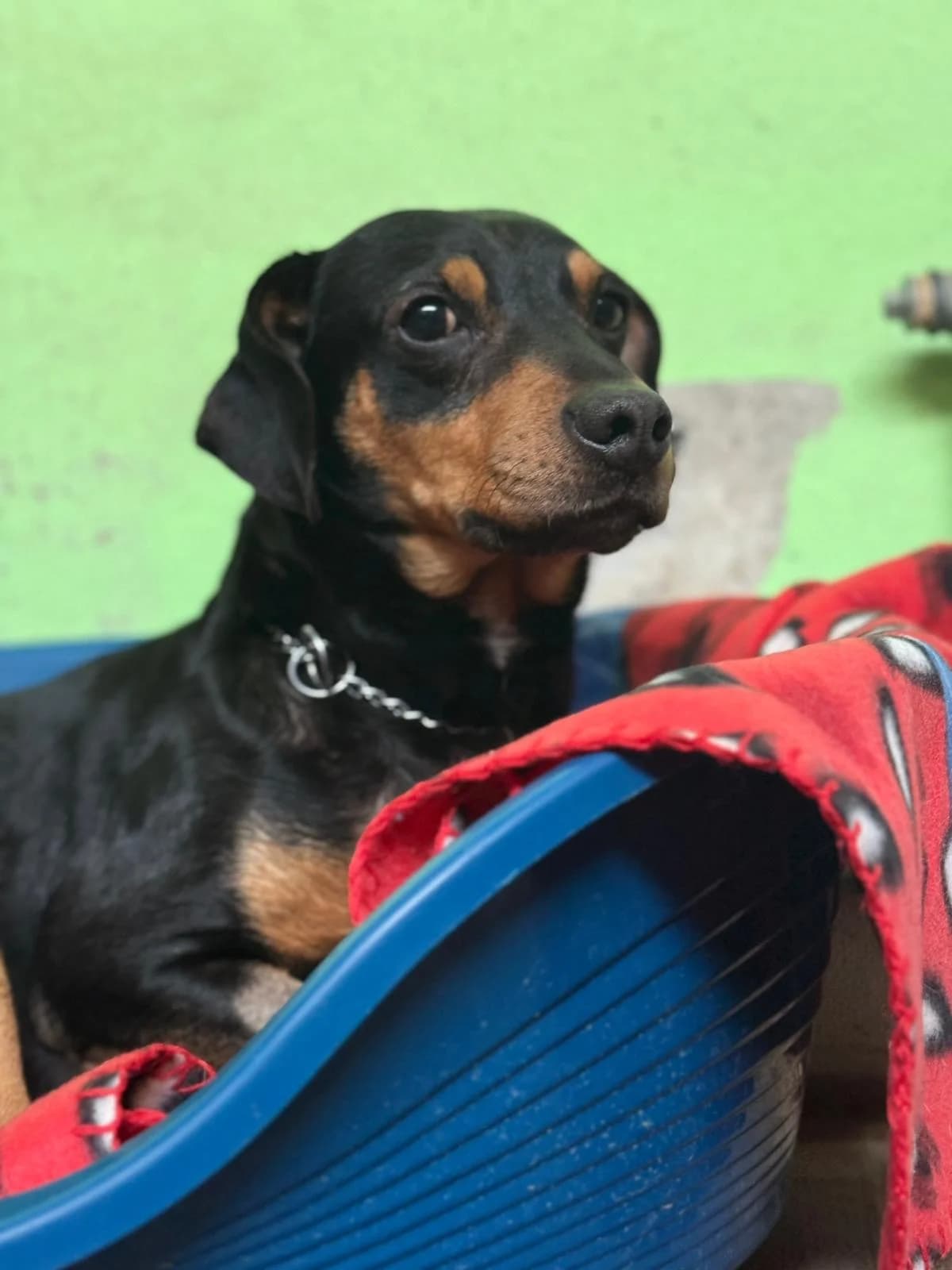 Piri,  mixed breed for adoption at Pet Rescue Italia, Cornaredo — photo 4 of 4