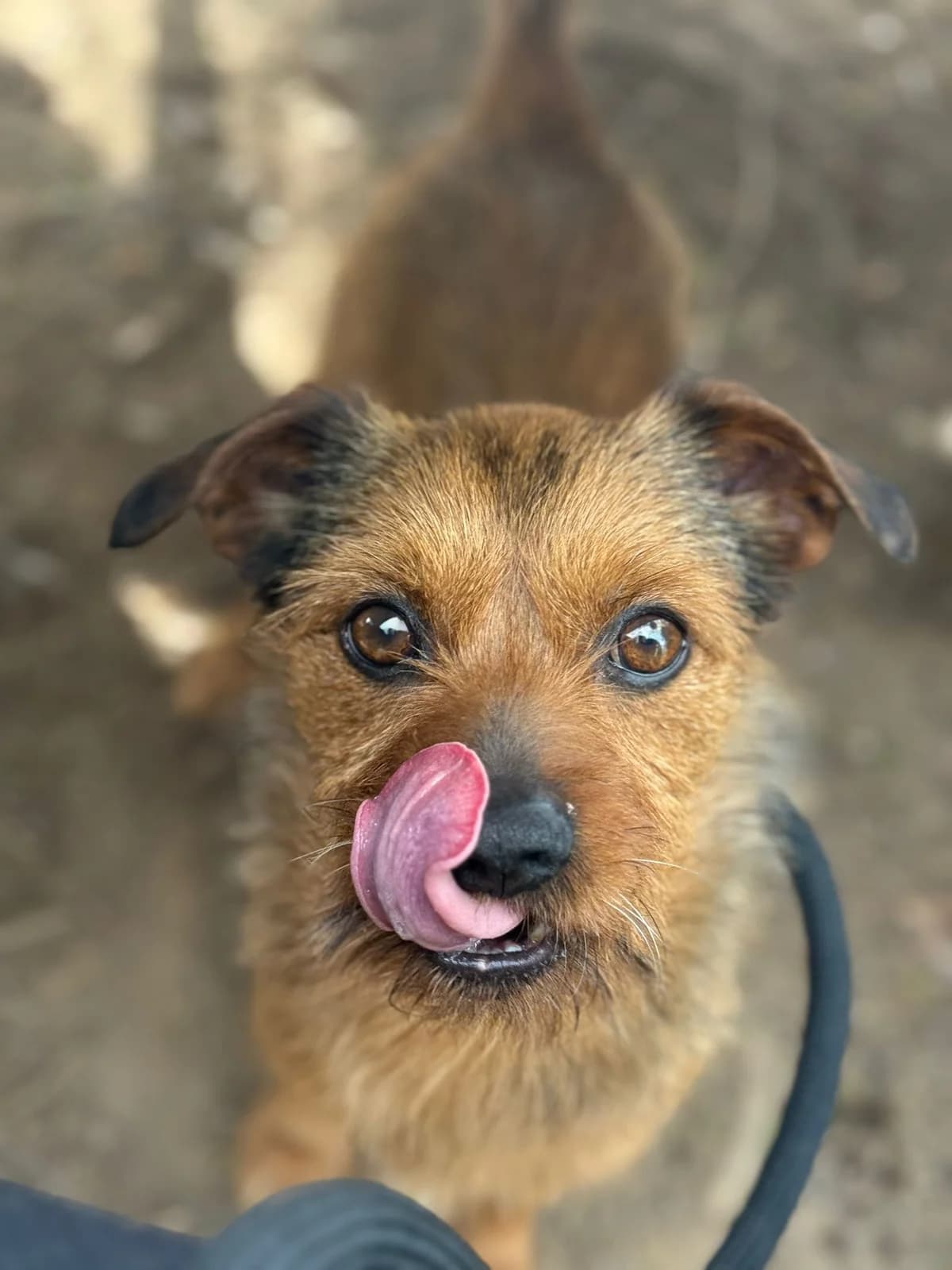 Pongo,  mixed breed for adoption at Pet Rescue Italia, Cornaredo