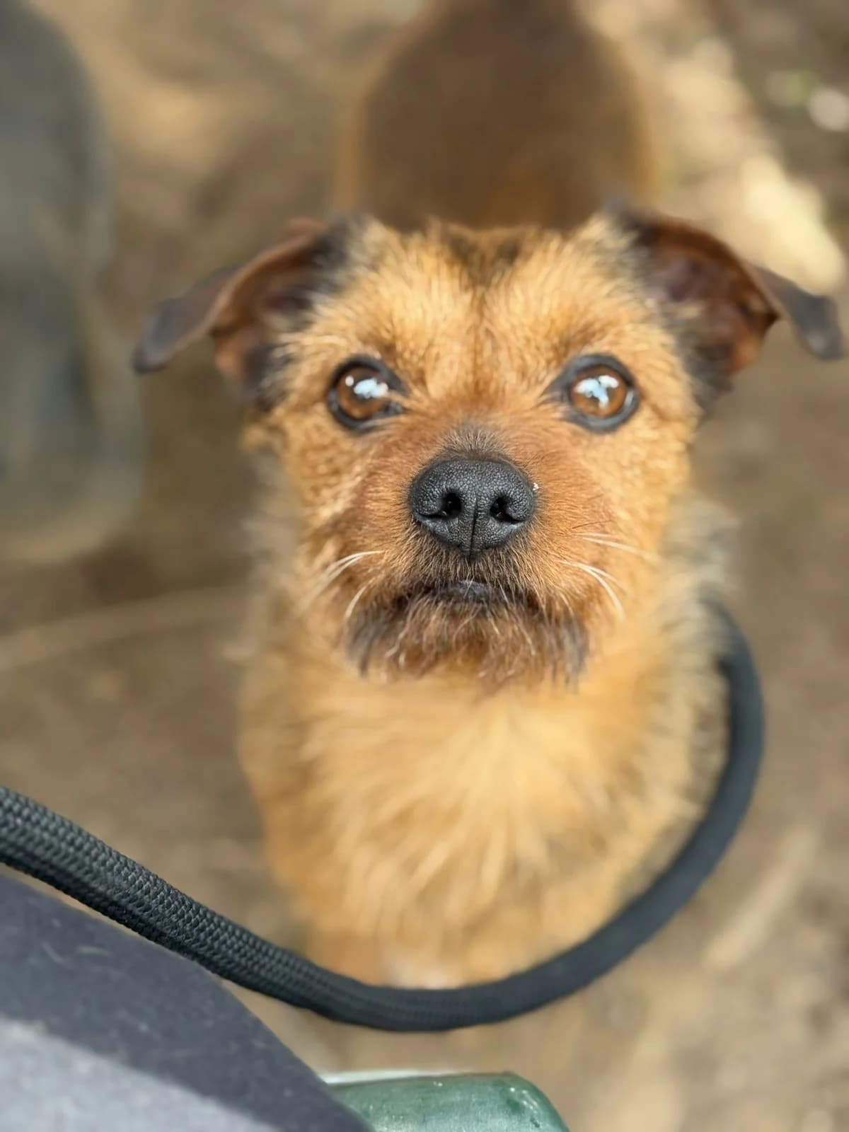 Pongo,  mixed breed for adoption at Pet Rescue Italia, Cornaredo — photo 2 of 3
