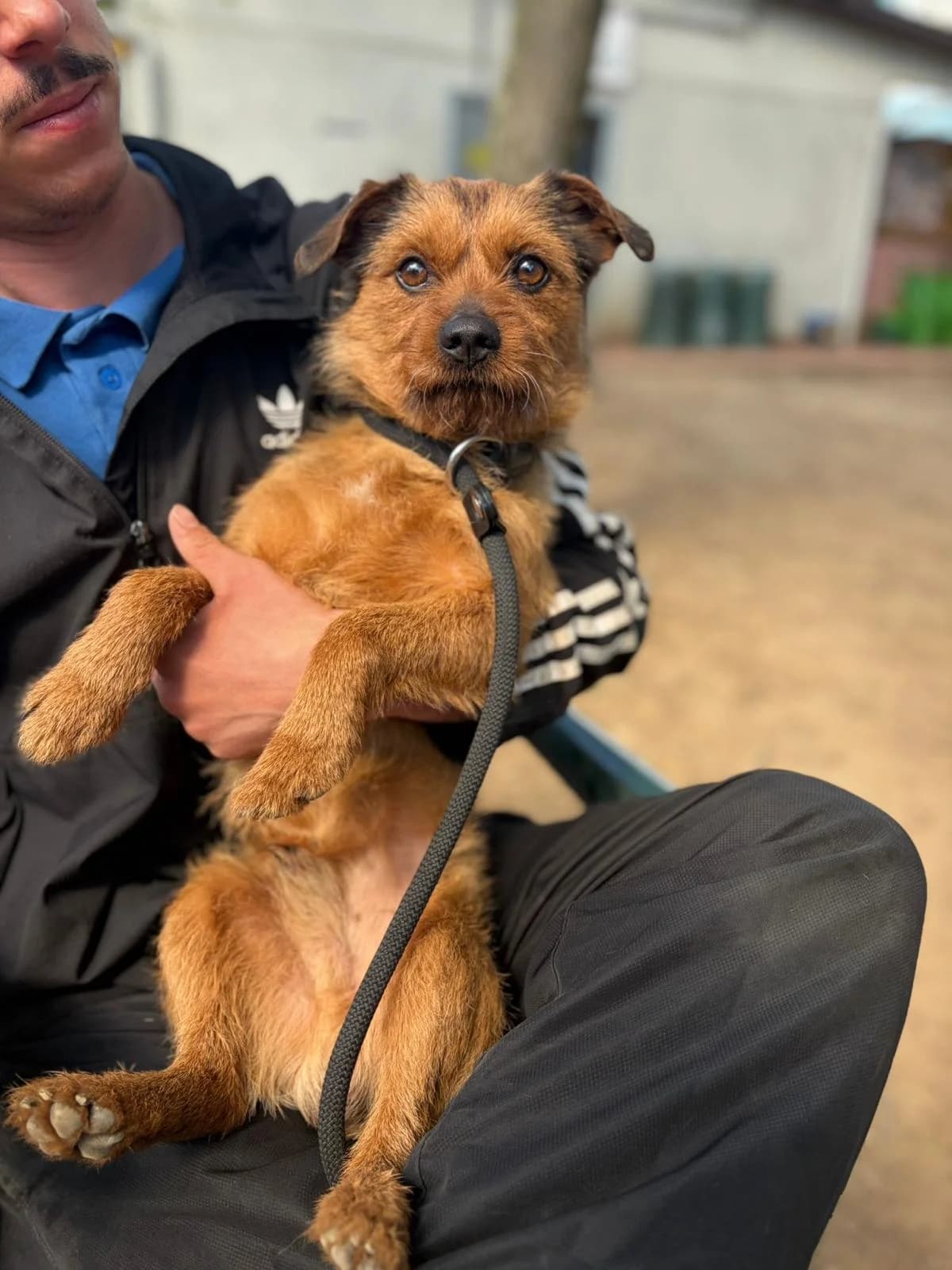Pongo,  mixed breed for adoption at Pet Rescue Italia, Cornaredo — photo 3 of 3