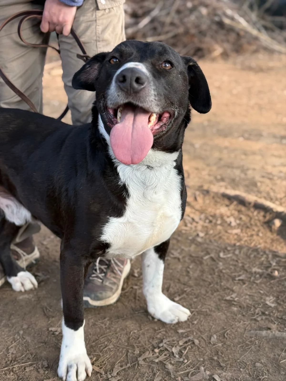 Pumba,  mixed breed for adoption at Pet Rescue Italia, Cornaredo