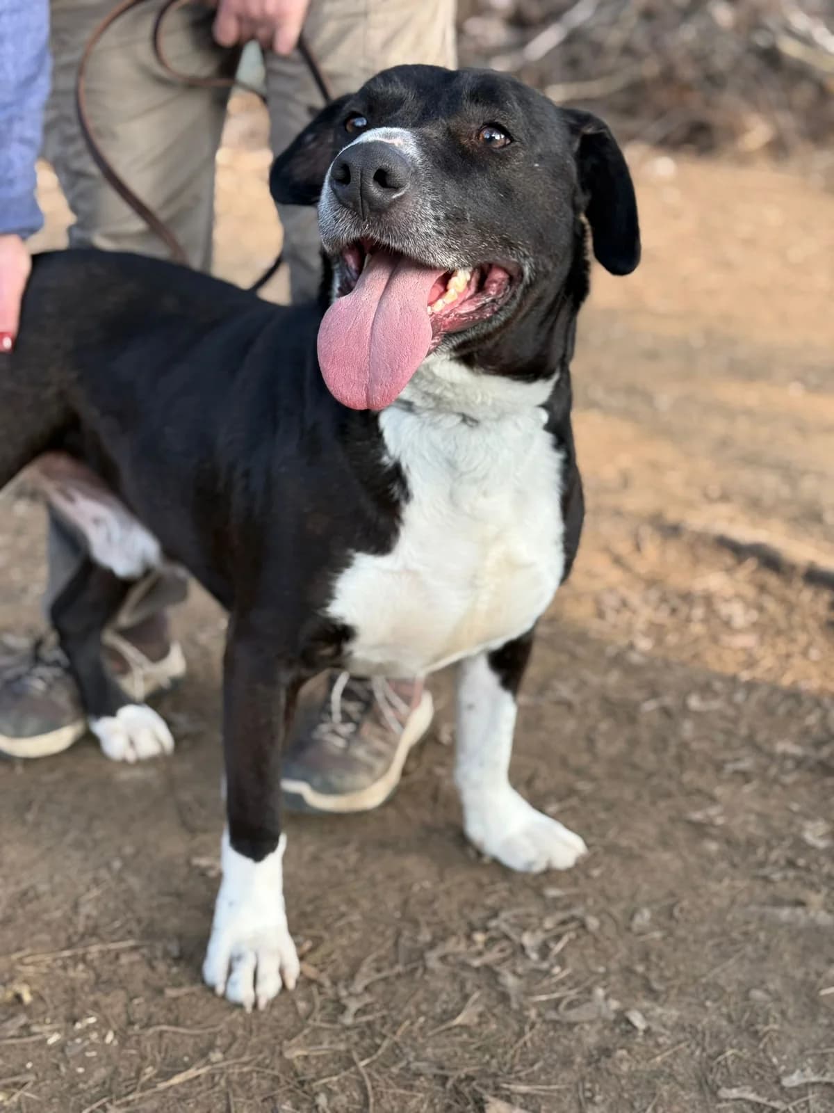 Pumba,  mixed breed for adoption at Pet Rescue Italia, Cornaredo — photo 2 of 10