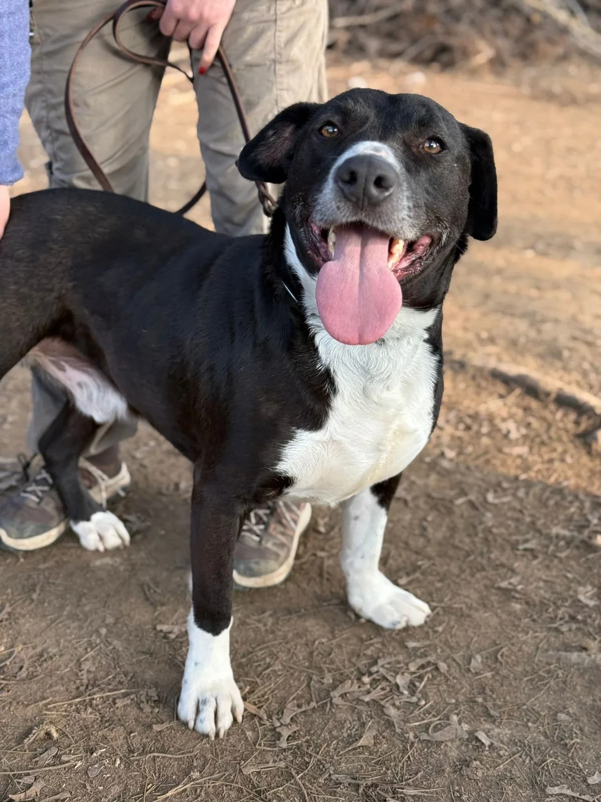 Pumba,  mixed breed for adoption at Pet Rescue Italia, Cornaredo — photo 3 of 10
