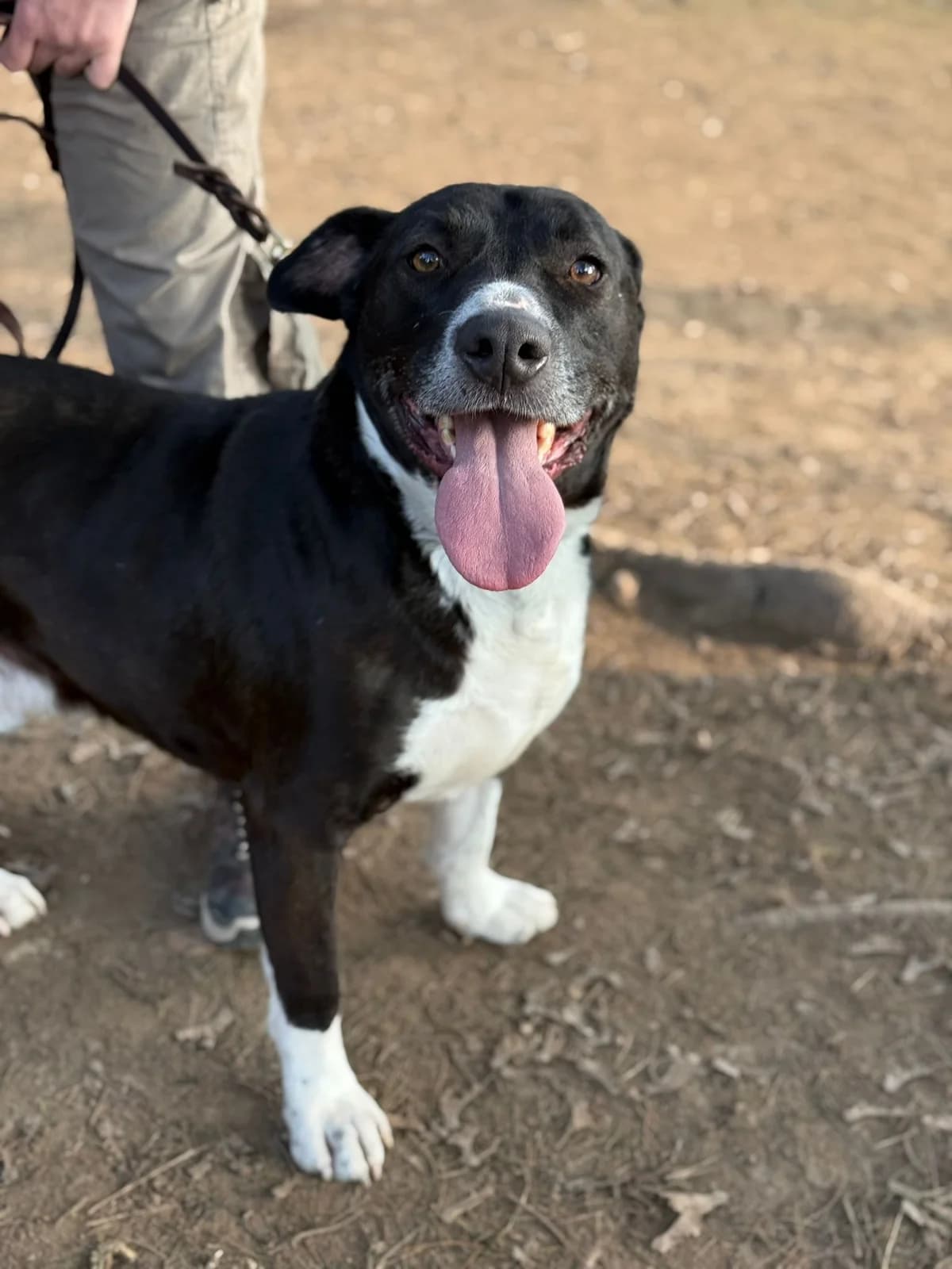 Pumba,  mixed breed for adoption at Pet Rescue Italia, Cornaredo — photo 4 of 10