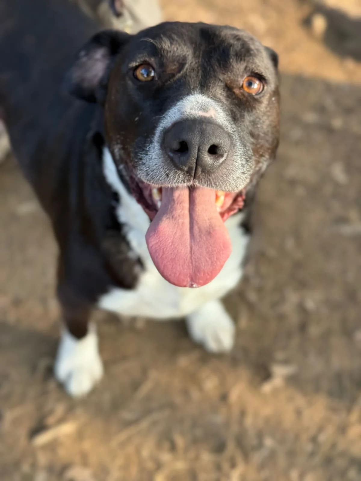 Pumba,  mixed breed for adoption at Pet Rescue Italia, Cornaredo — photo 5 of 10