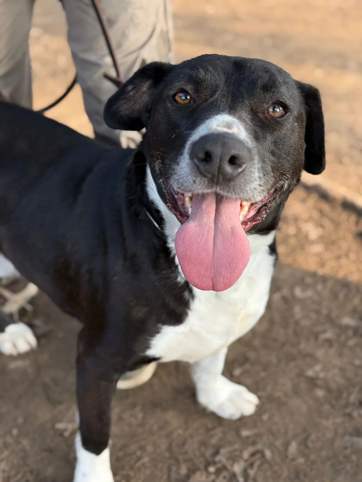 Pumba,  mixed breed for adoption at Pet Rescue Italia, Cornaredo — photo 6 of 10