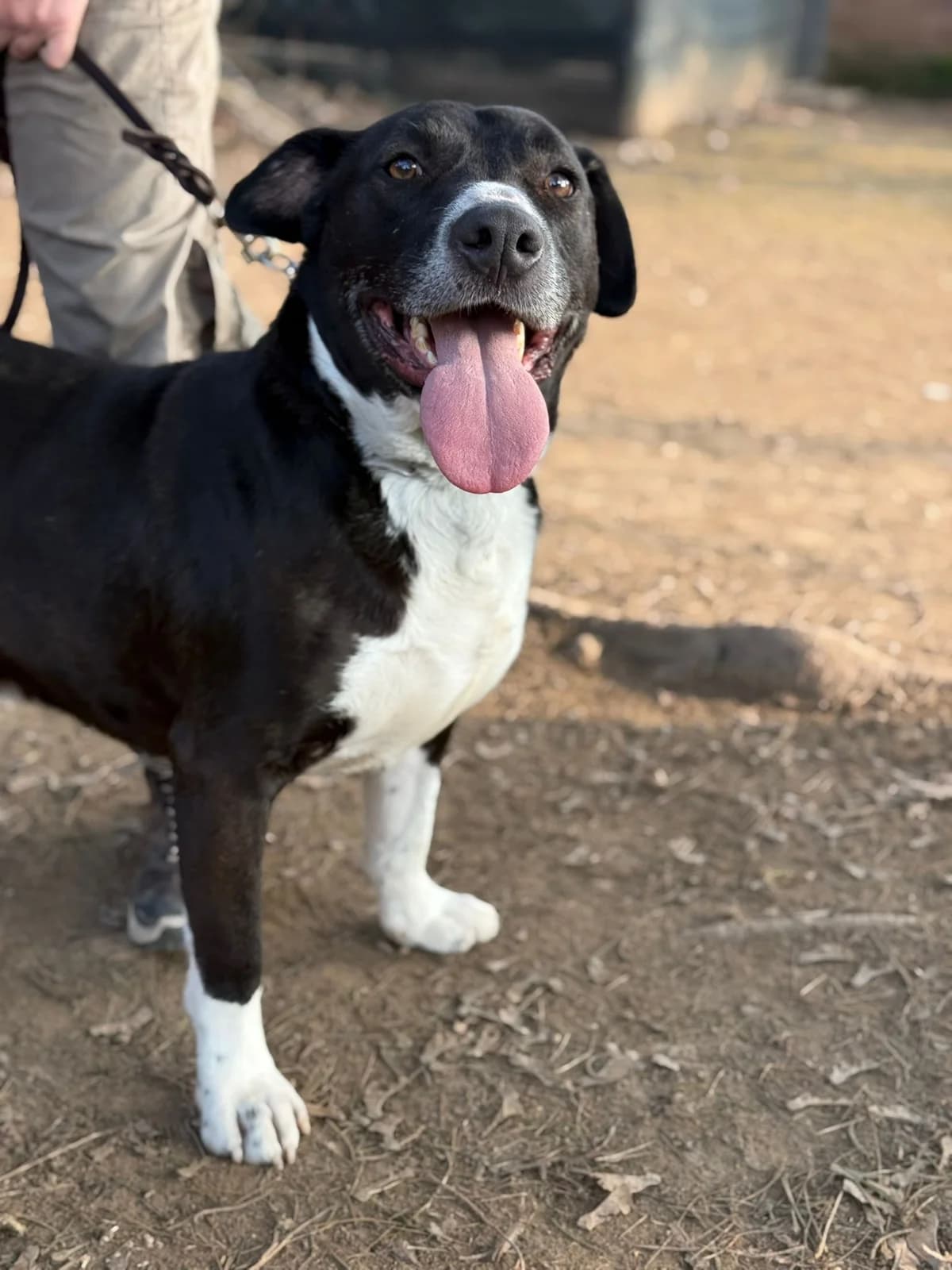 Pumba,  mixed breed for adoption at Pet Rescue Italia, Cornaredo — photo 7 of 10