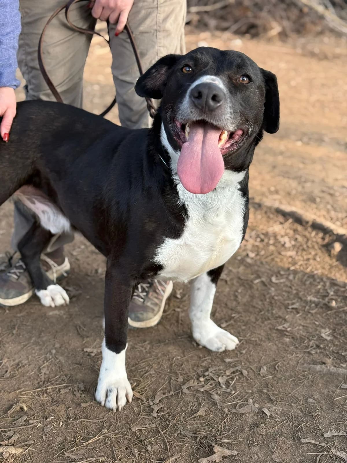 Pumba,  mixed breed for adoption at Pet Rescue Italia, Cornaredo — photo 8 of 10