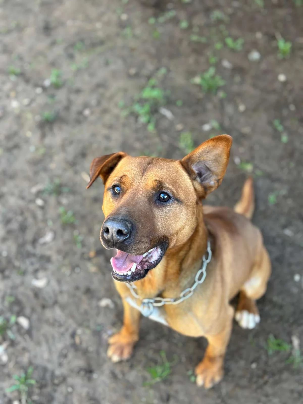 Rocky,  mixed breed for adoption at Pet Rescue Italia, Cornaredo