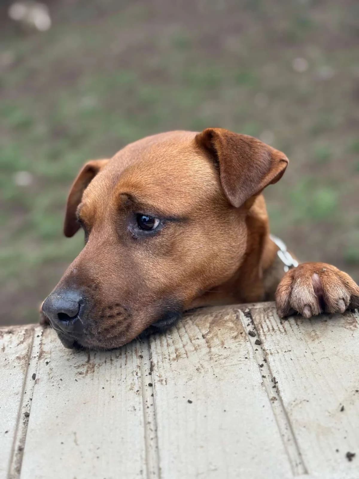 Rocky,  mixed breed for adoption at Pet Rescue Italia, Cornaredo — photo 2 of 5