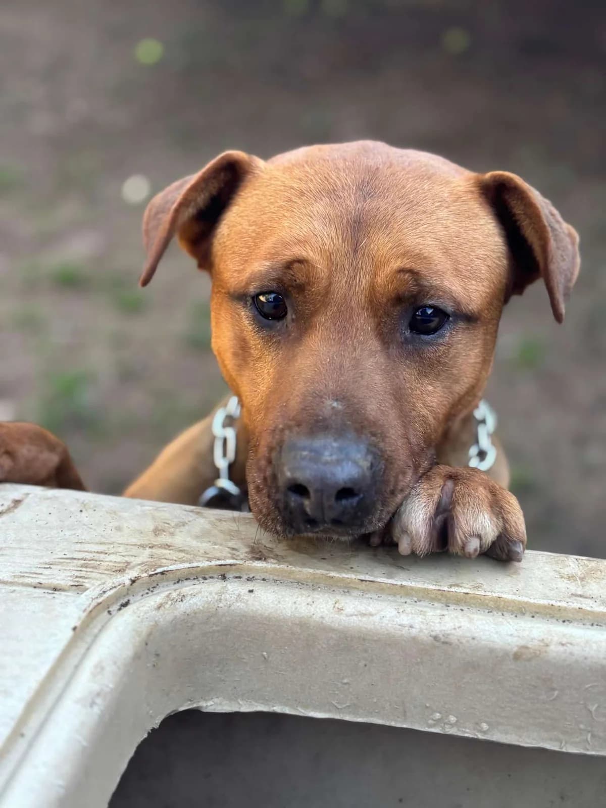 Rocky,  mixed breed for adoption at Pet Rescue Italia, Cornaredo — photo 3 of 5