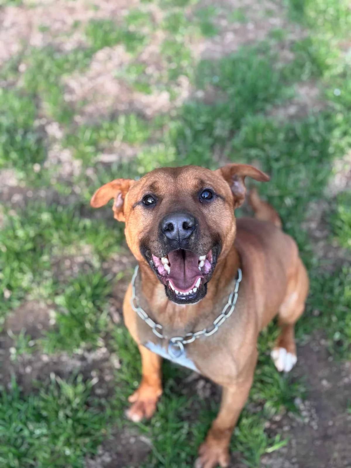 Rocky,  mixed breed for adoption at Pet Rescue Italia, Cornaredo — photo 4 of 5