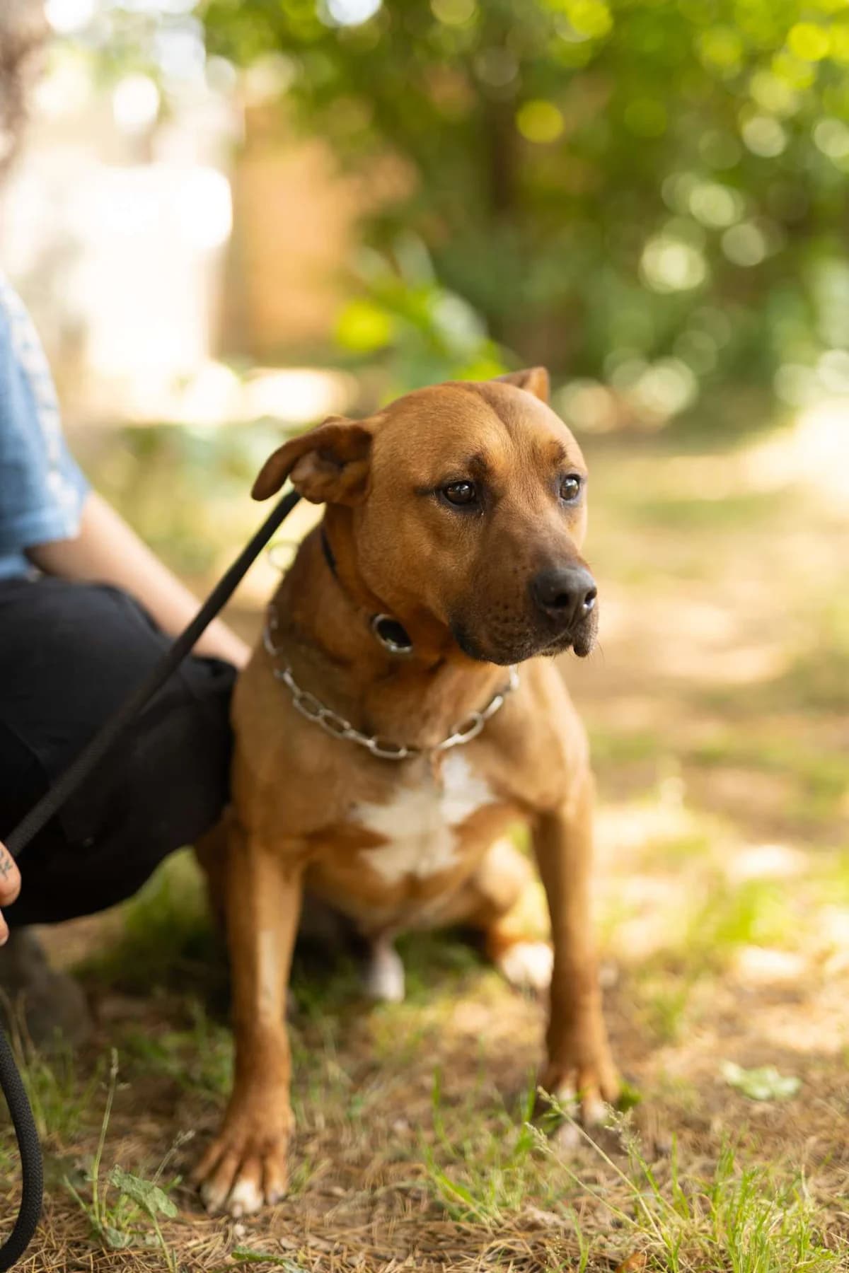 Rocky,  puppy mixed breed for adoption at Pet Rescue Italia, Cornaredo