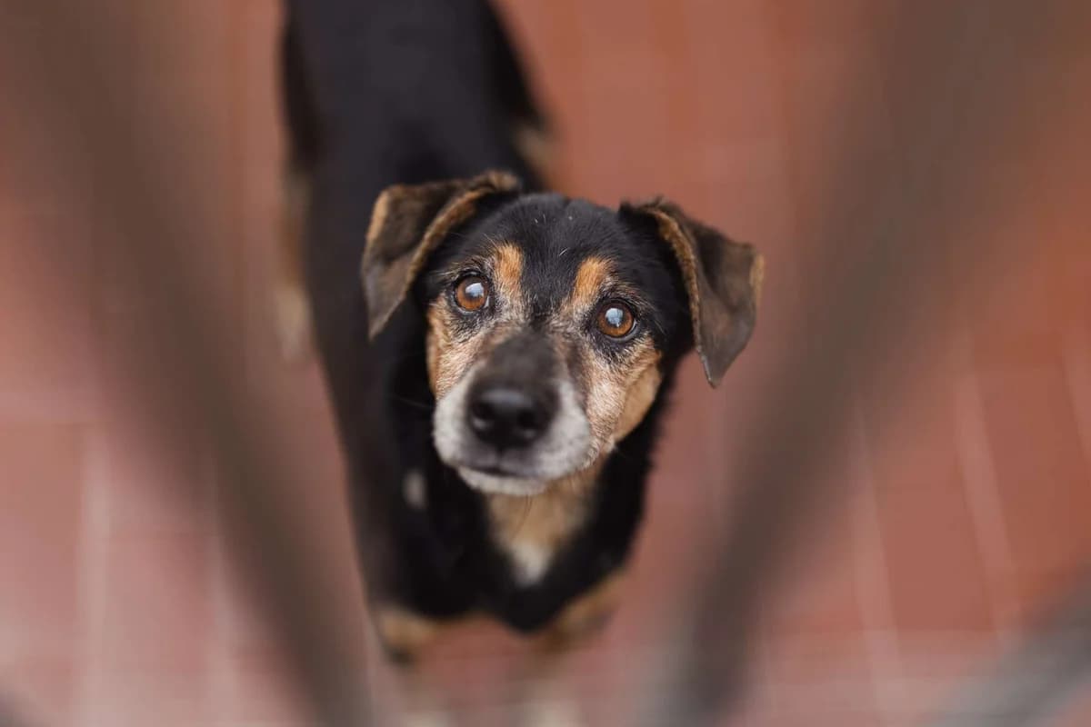 Roger, senior mixed breed for adoption at Pet Rescue Italia, Cornaredo