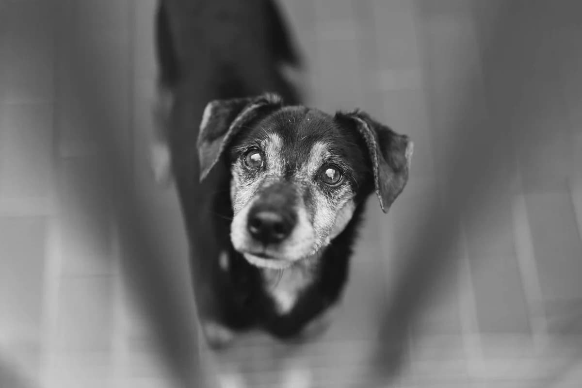 Roger,  mixed breed for adoption at Pet Rescue Italia, Cornaredo — photo 2 of 4