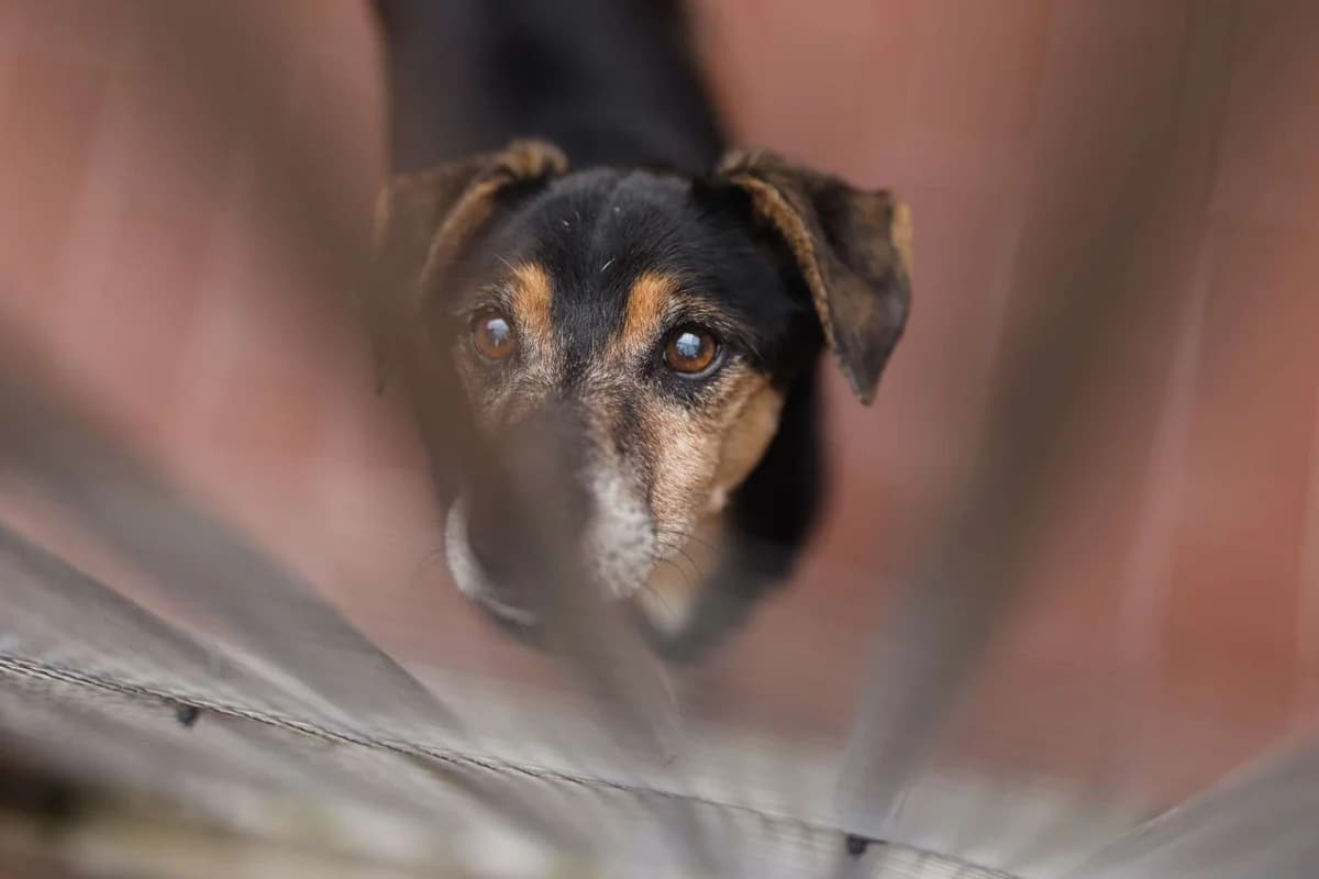 Roger,  mixed breed for adoption at Pet Rescue Italia, Cornaredo — photo 3 of 4