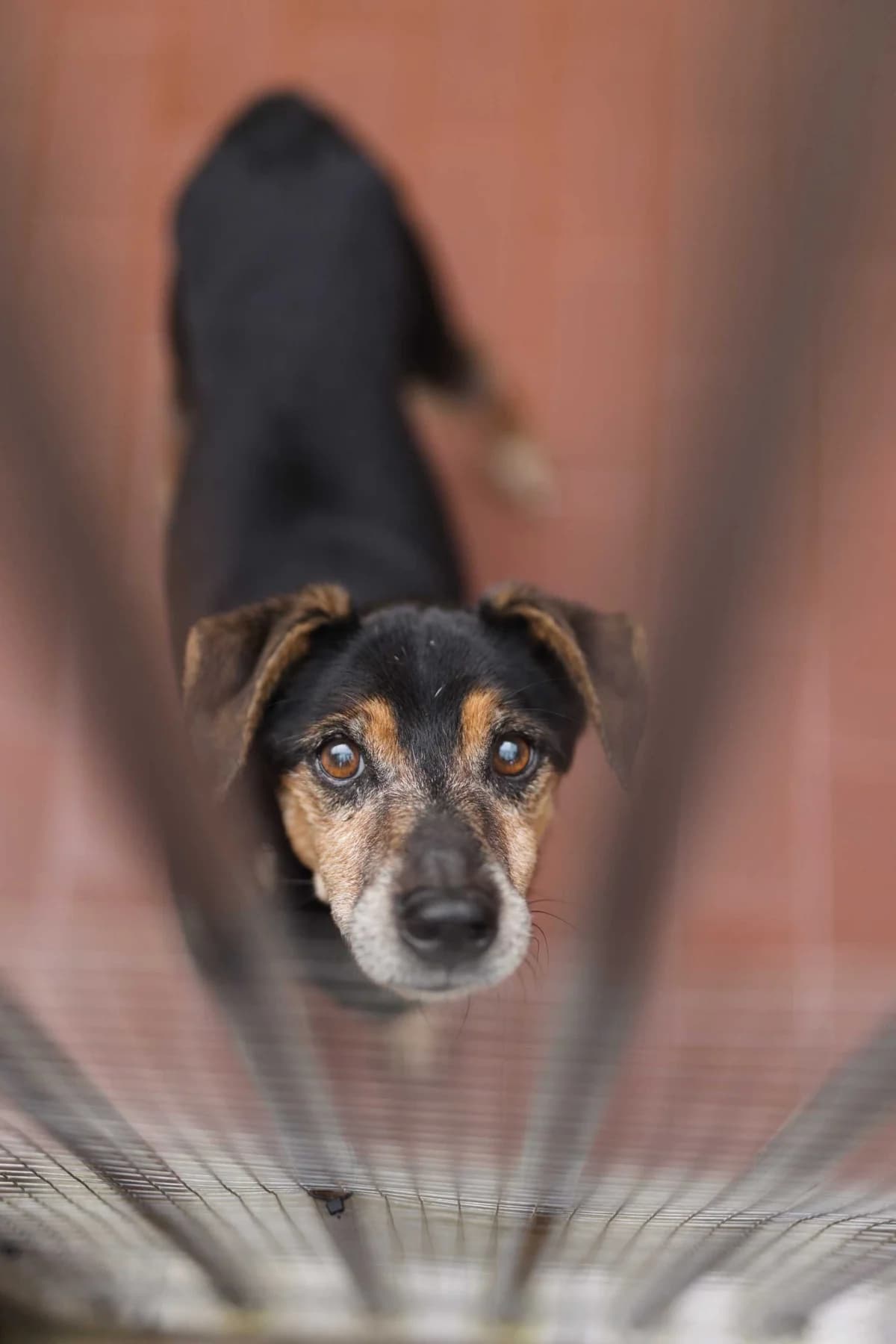 Roger,  mixed breed for adoption at Pet Rescue Italia, Cornaredo — photo 4 of 4