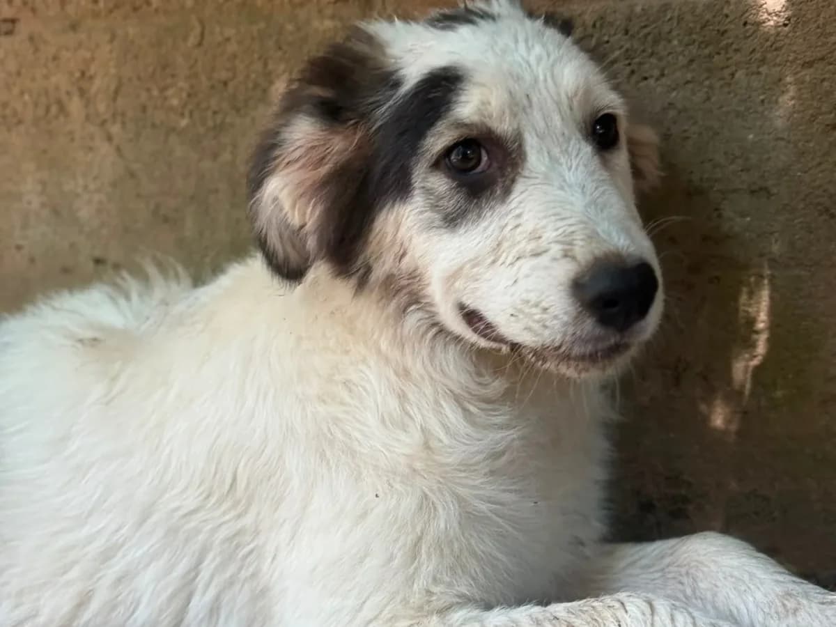 Roma,  (Pet Rescue Italia)