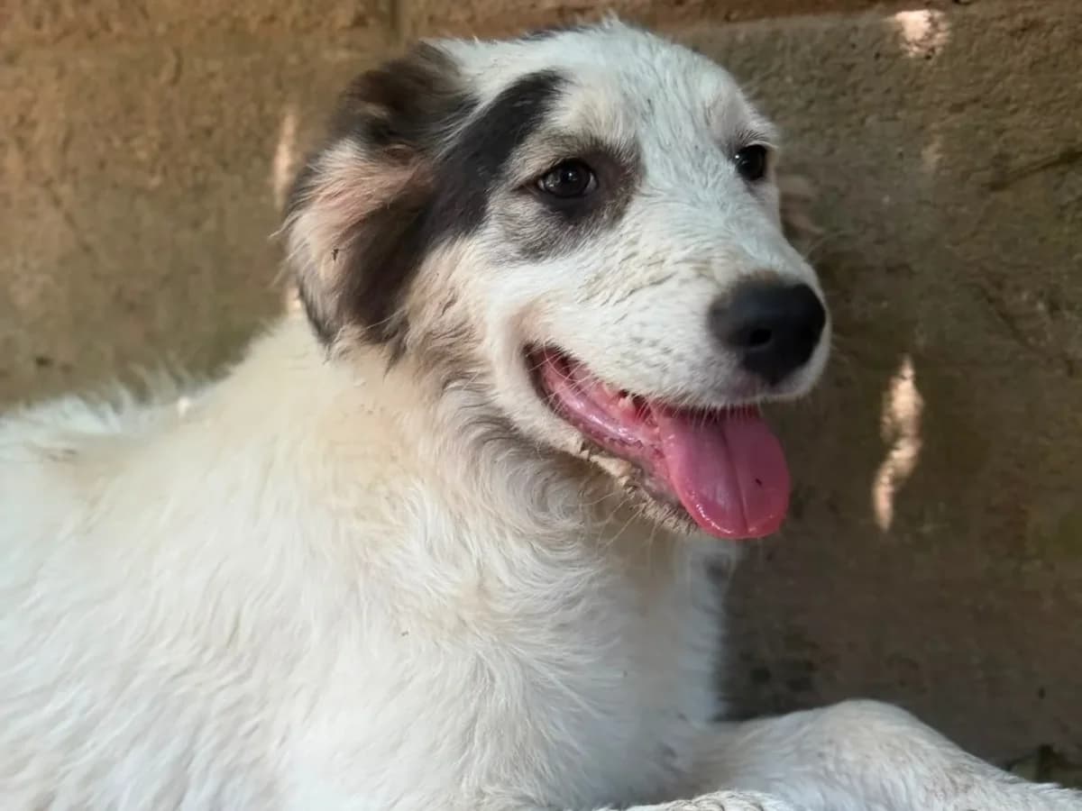 Roma, female puppy mixed breed for adoption at Pet Rescue Italia, Cornaredo