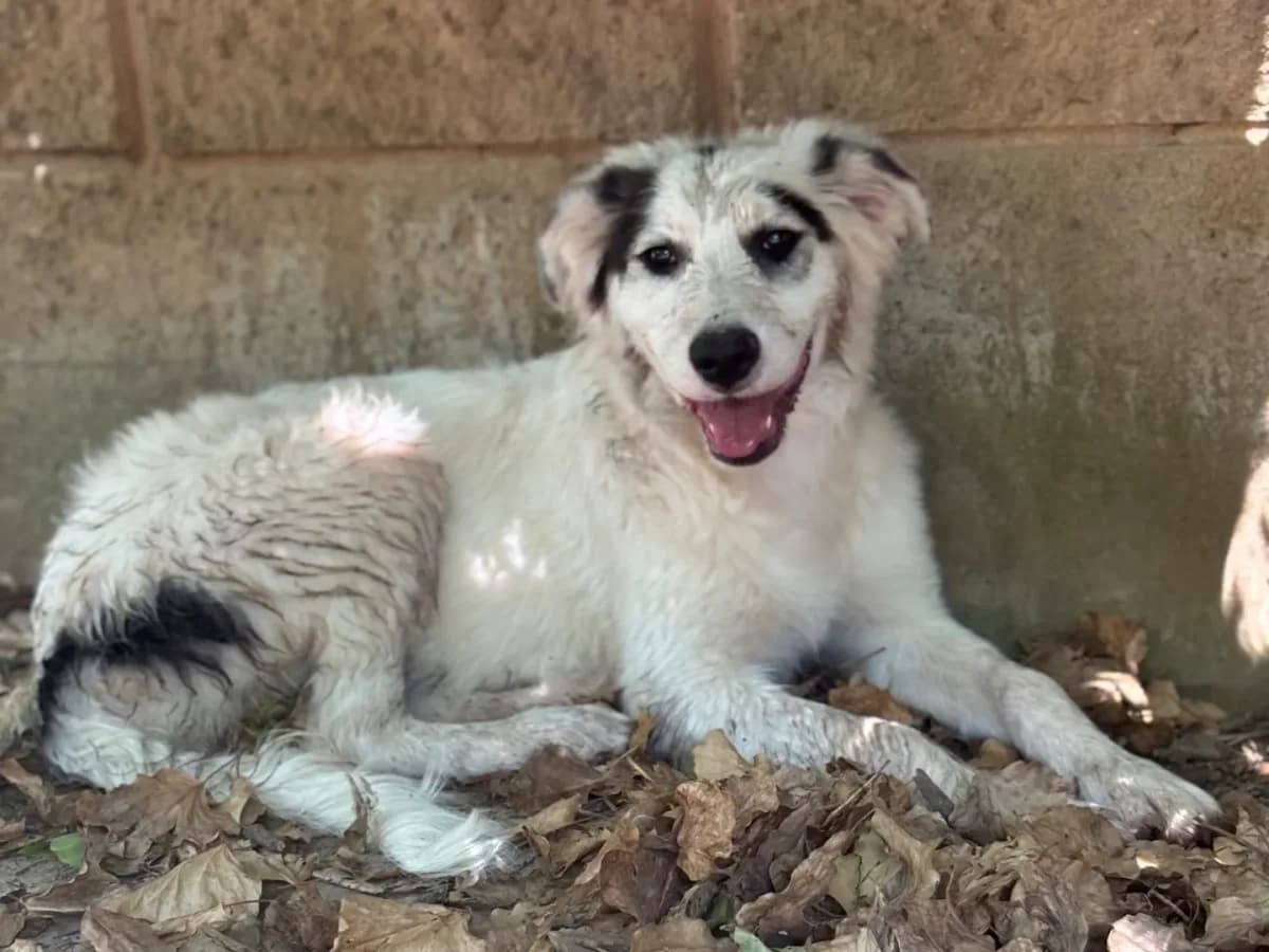 Roma, female puppy mixed breed for adoption at Pet Rescue Italia, Cornaredo