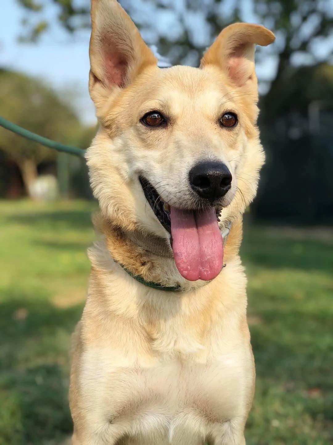 Sebastian, Mixed Breed for adoption at Pet Rescue Italia, Cornaredo
