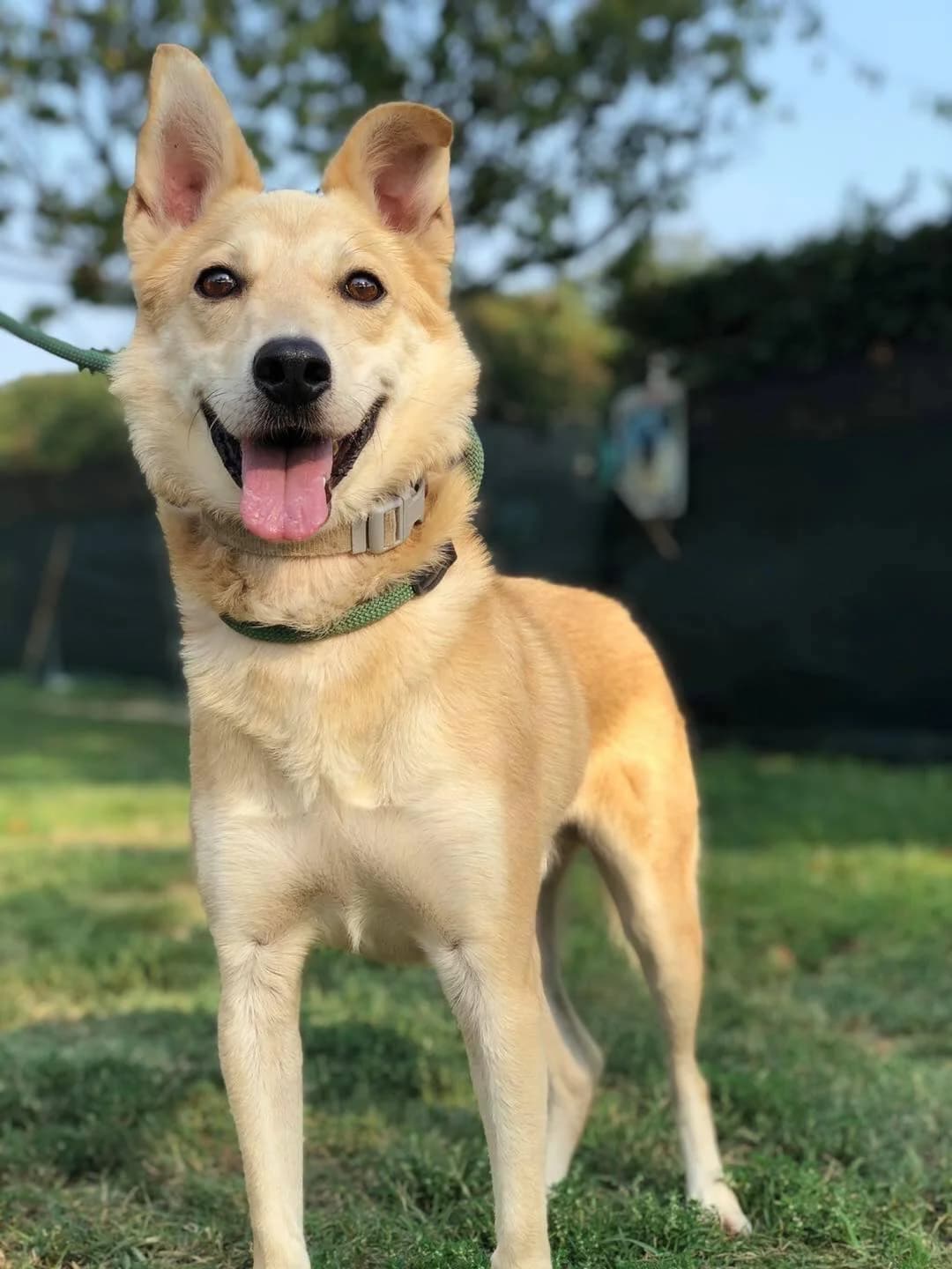 Sebastian,  Mixed Breed for adoption at Pet Rescue Italia, Cornaredo — photo 2 of 3
