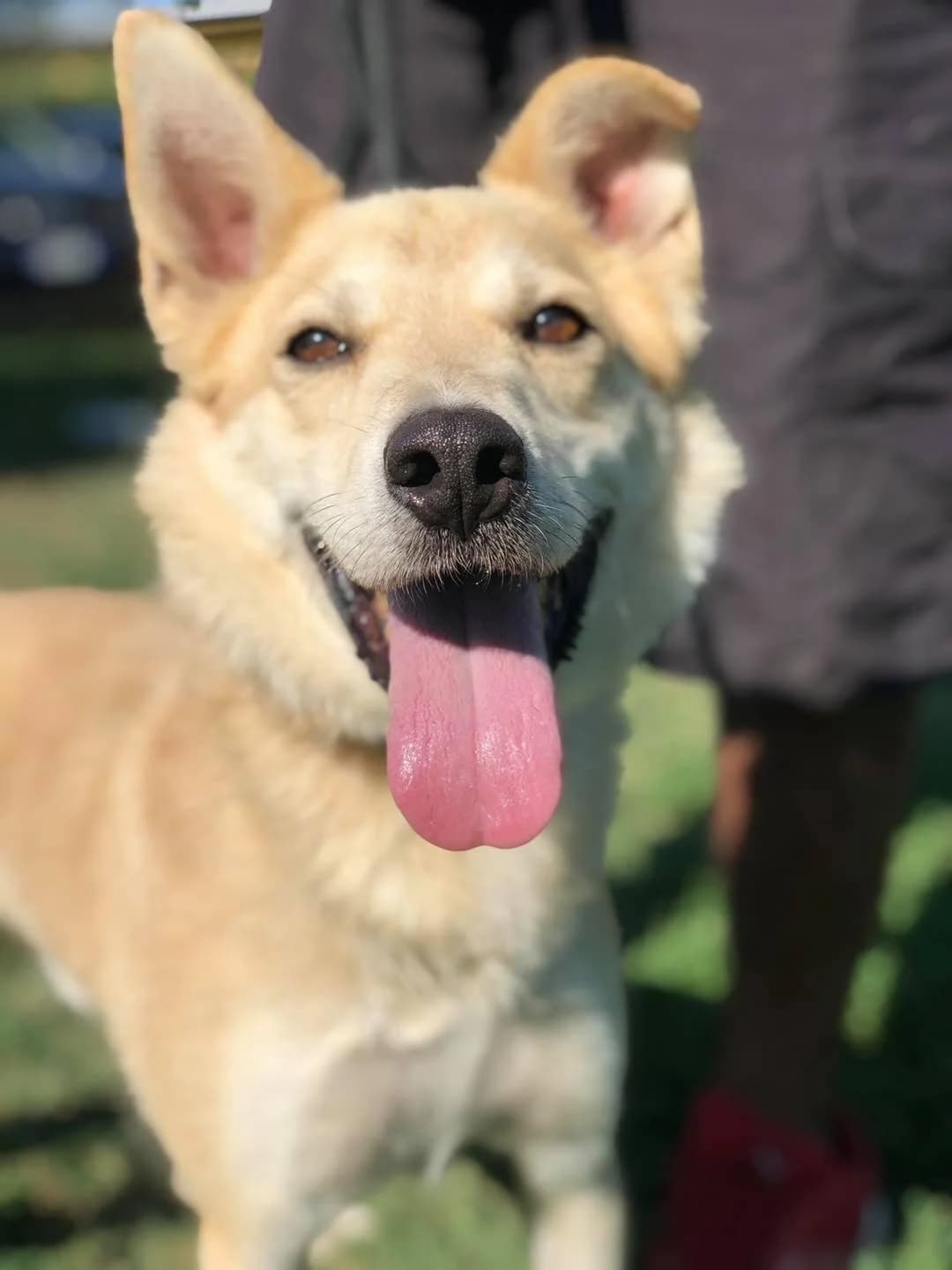 Sebastian,  Mixed Breed for adoption at Pet Rescue Italia, Cornaredo — photo 3 of 3