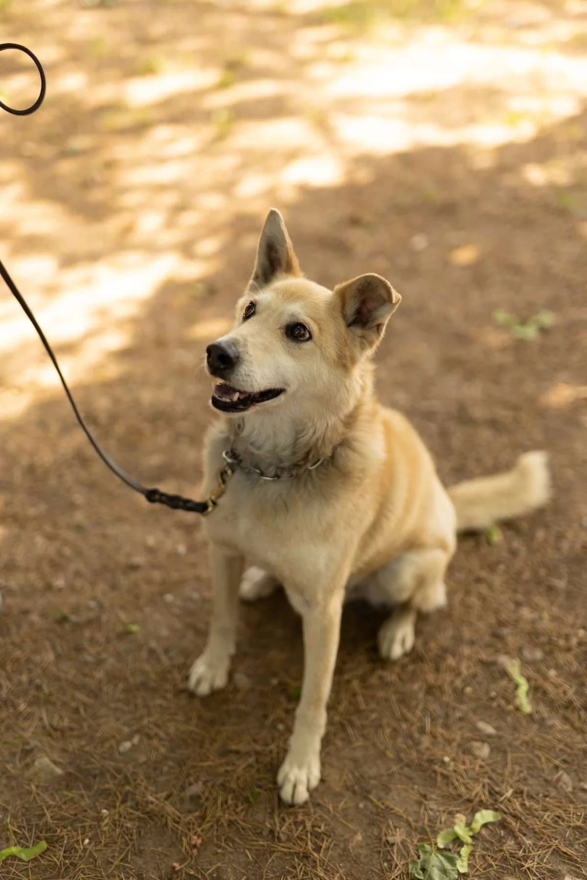 Sebastian,  puppy Mixed Breed for adoption at Pet Rescue Italia, Cornaredo