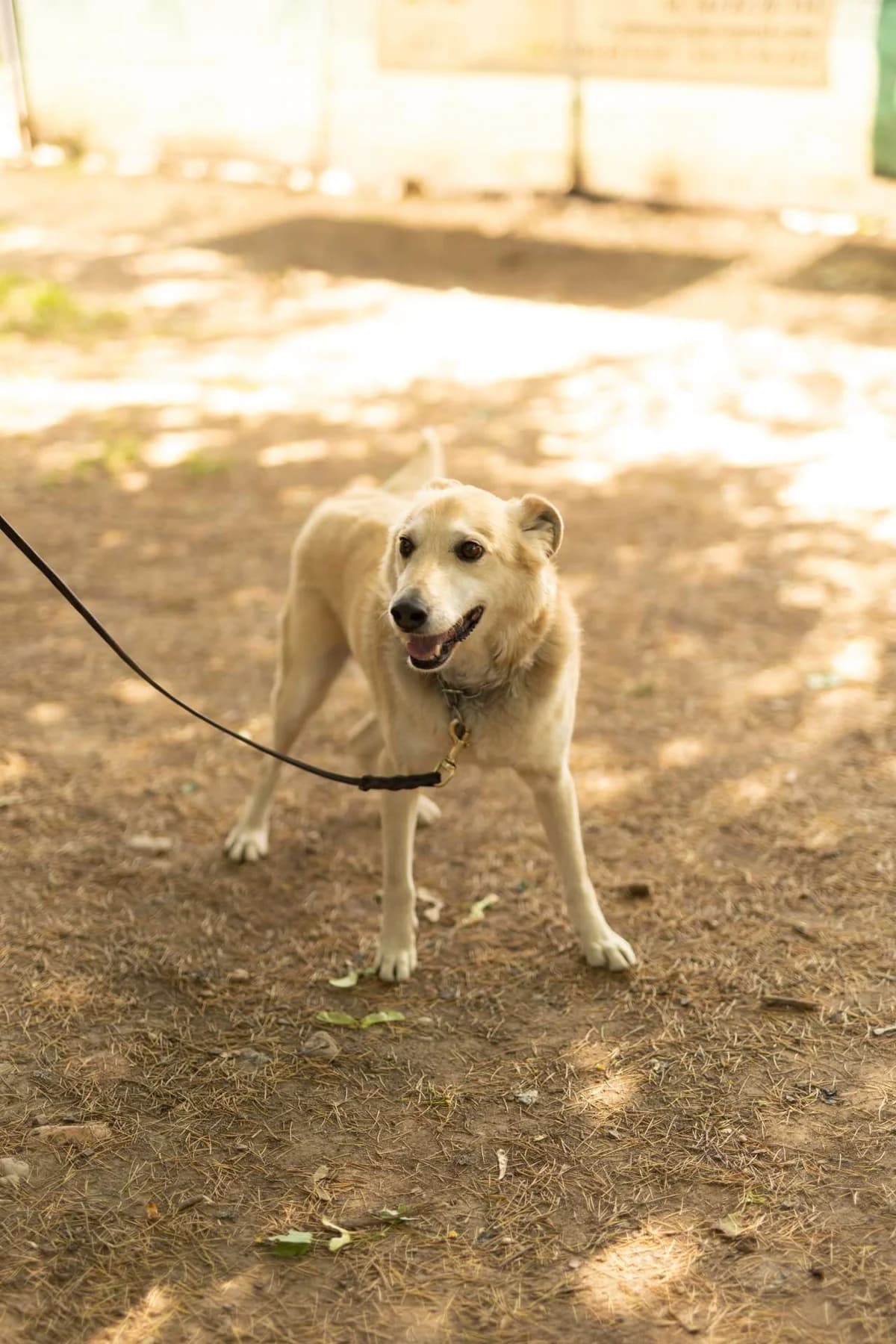 Sebastian,  puppy Mixed Breed for adoption at Pet Rescue Italia, Cornaredo
