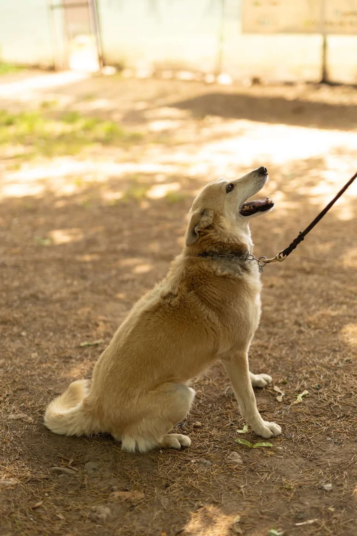 Sebastian,  puppy Mixed Breed for adoption at Pet Rescue Italia, Cornaredo