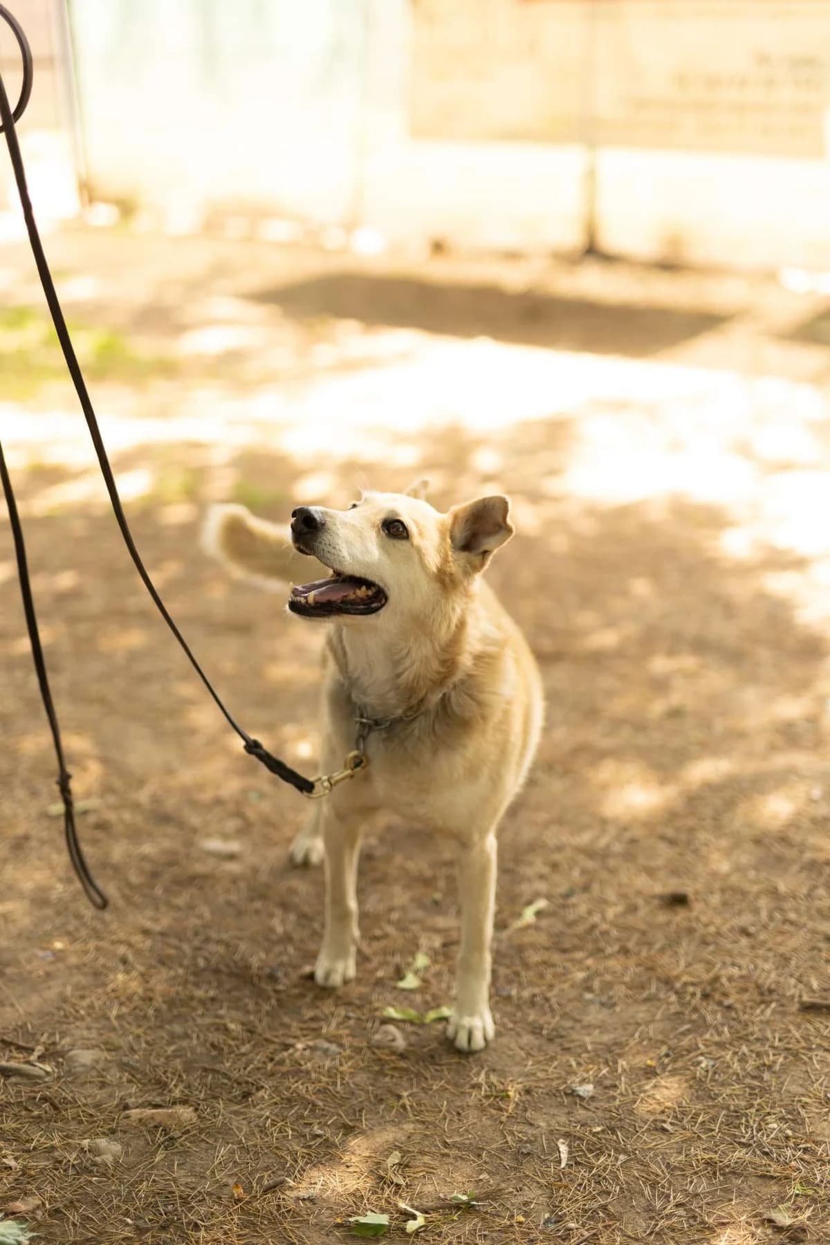 Sebastian,  puppy Mixed Breed for adoption at Pet Rescue Italia, Cornaredo