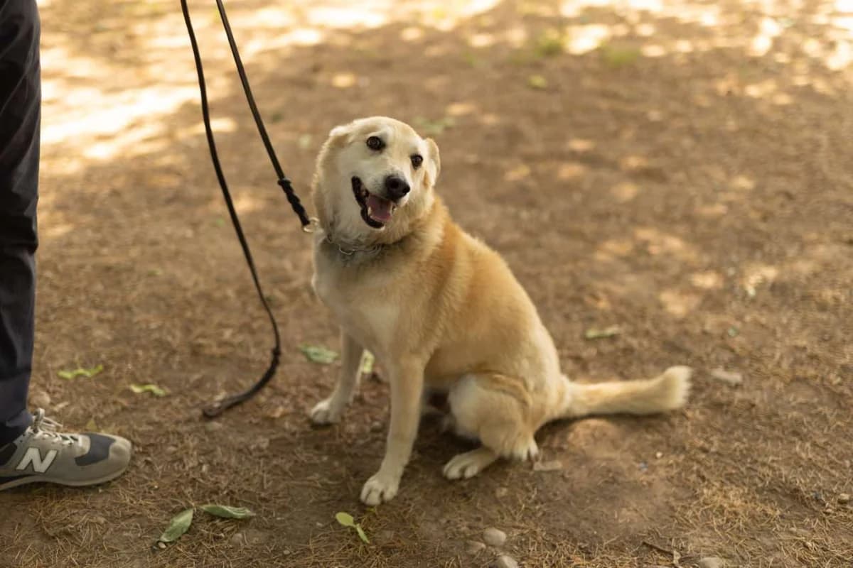 Sebastian, puppy Mixed Breed for adoption at Pet Rescue Italia, Cornaredo
