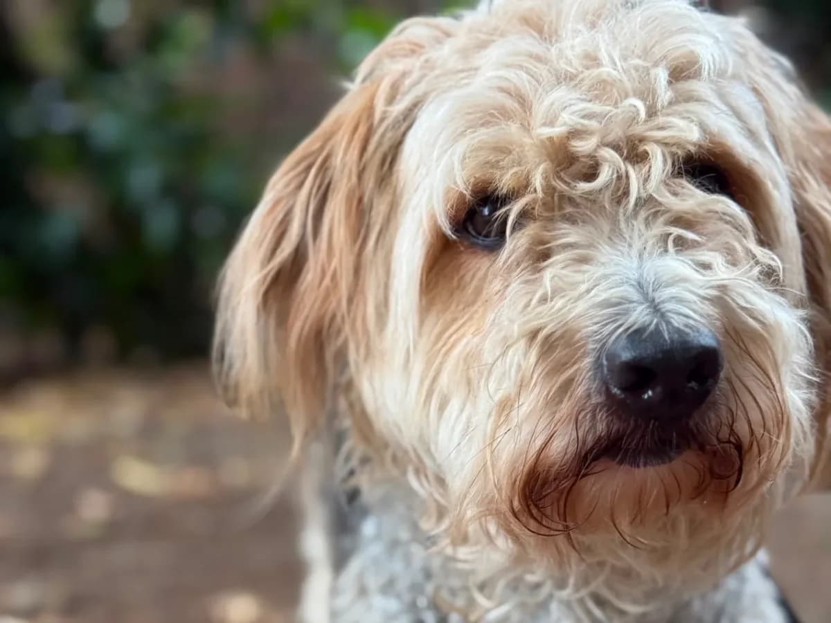 Snoopy,  (Pet Rescue Italia)