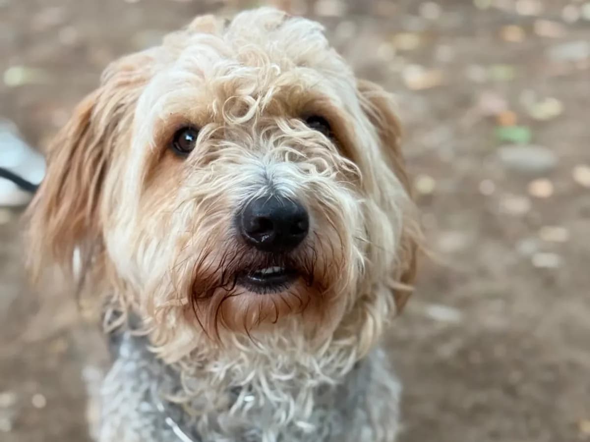 Snoopy, mixed breed for adoption at Pet Rescue Italia, Cornaredo