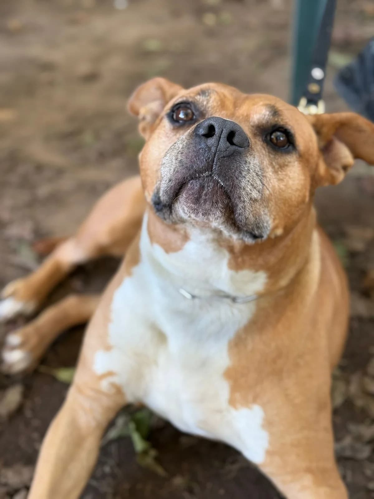 Tali,  (Pet Rescue Italia)