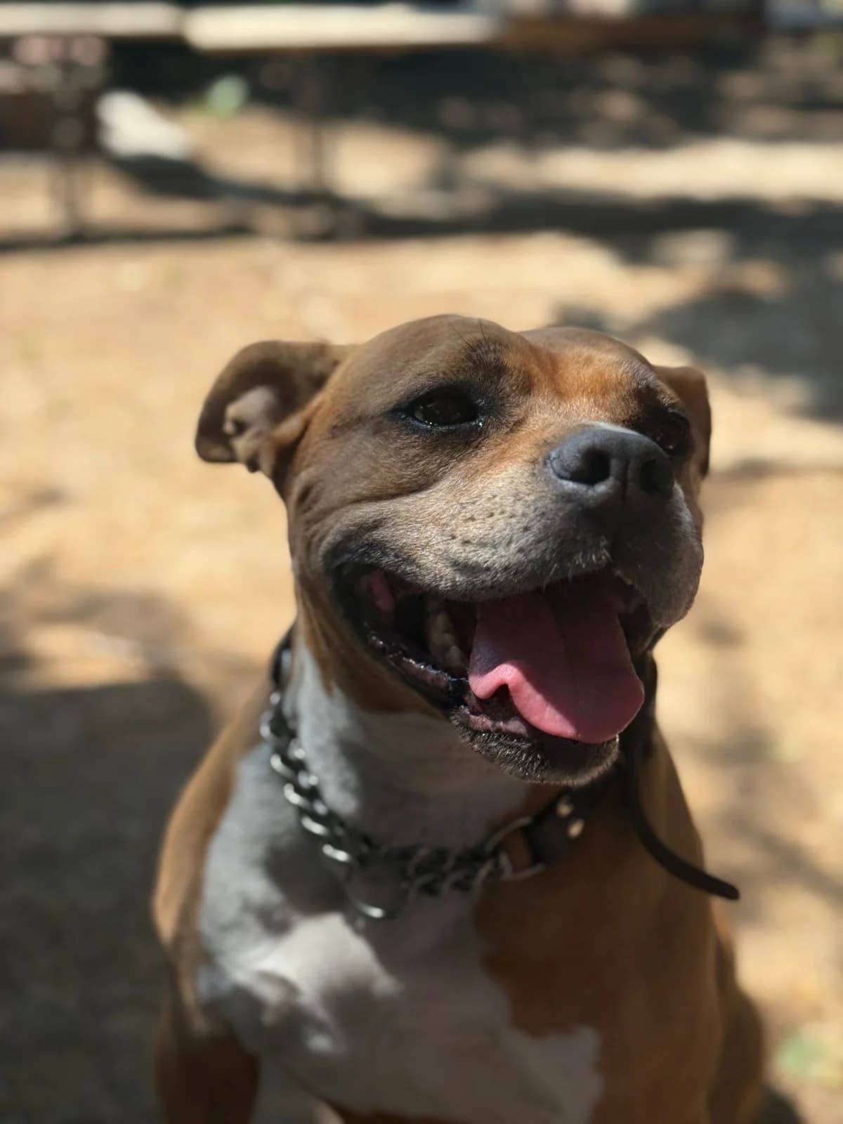 Tali, mixed breed for adoption at Pet Rescue Italia, Cornaredo