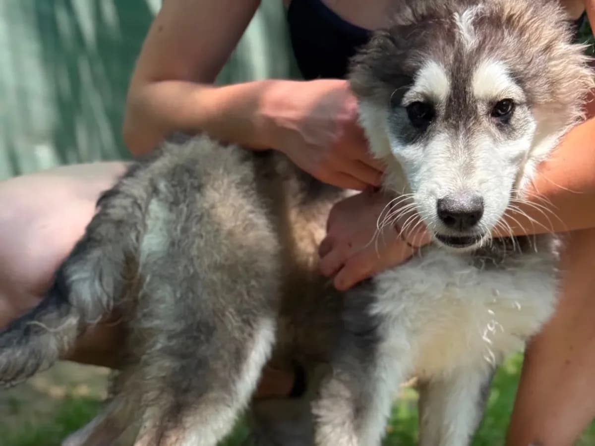 Tokyo,  (Pet Rescue Italia)