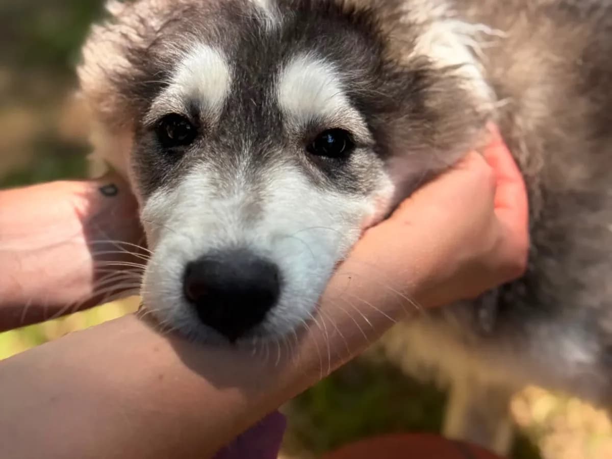 Tokyo,  puppy mixed breed for adoption at Pet Rescue Italia, Cornaredo